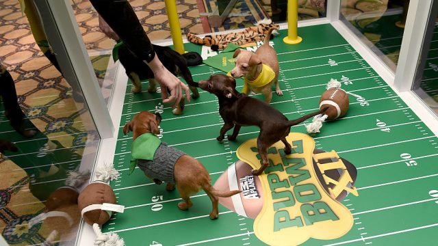 puppy bowl