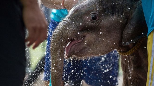 clear-sky-the-elephant