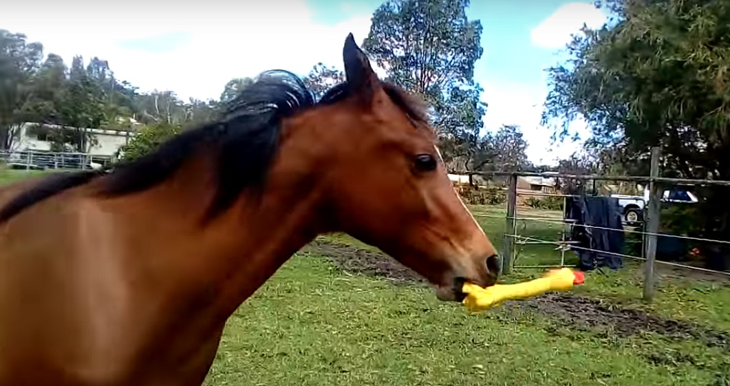 Horse sales squeaky chicken