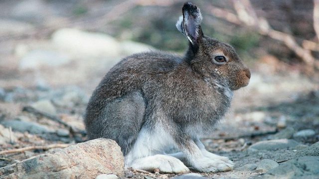 Alpine hare or Mountain hare (Lepus timidus)