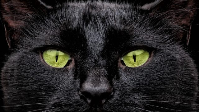 Friday the 13th black cat
