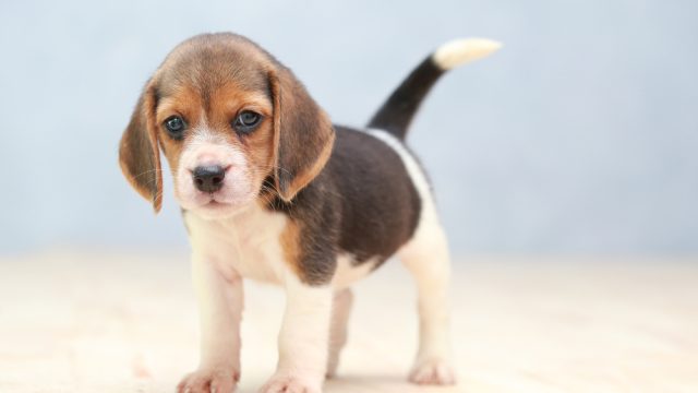 shutterstock_529323241