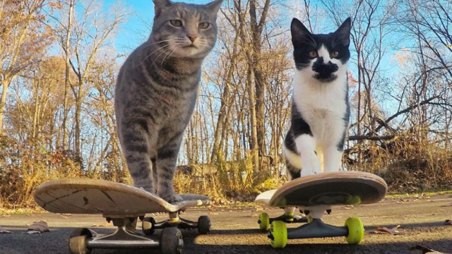 selfie cat