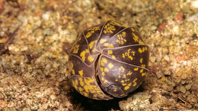 An Australian pillbug