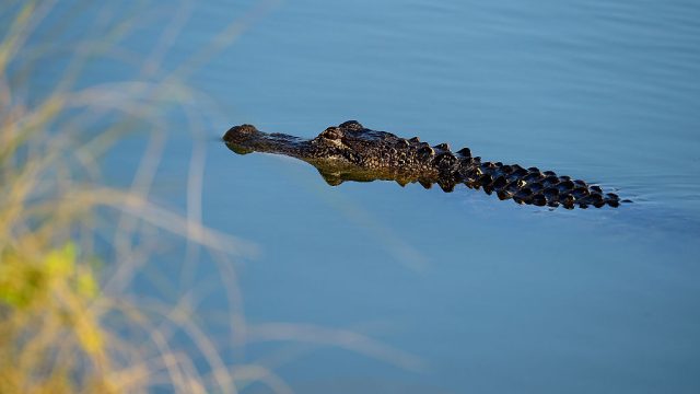 alligator swims in lake