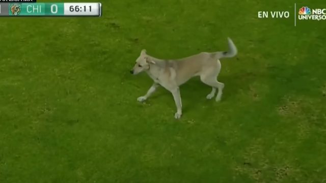 This funny video of a dog and cat interrupting a soccer match is a  must-watch - HelloGigglesHelloGiggles