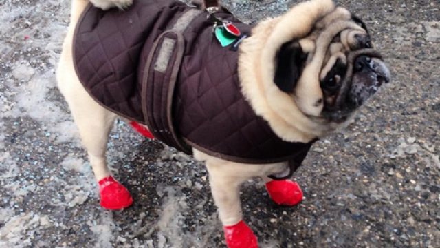 pug-outside-during-winter