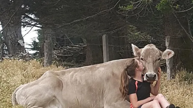 girl and cow