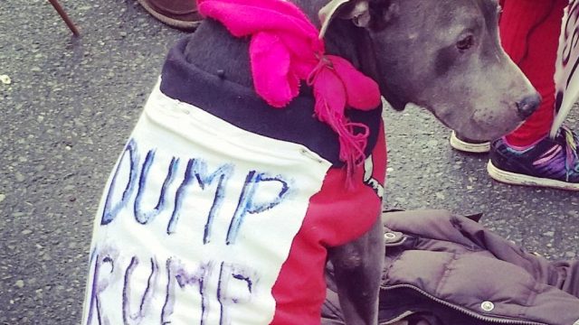 dog protest