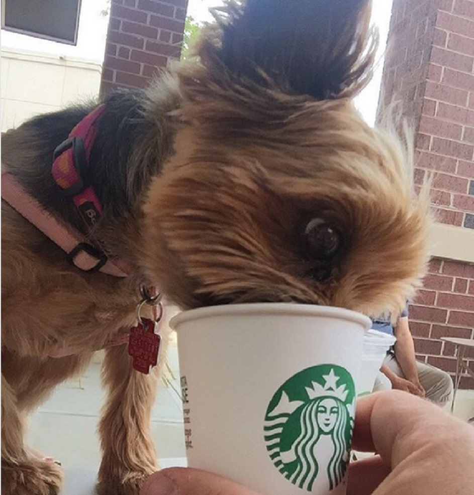 what happens when dogs drink coffee