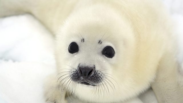 White baby harp seal pup on white snow