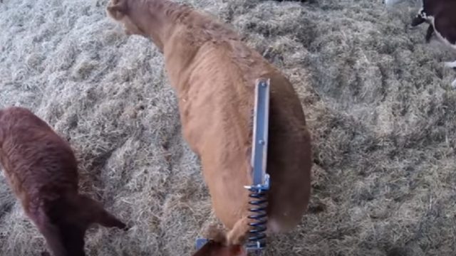 cows-scratching-video