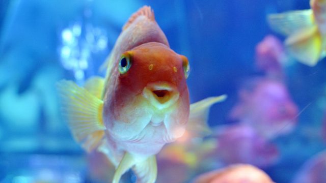 goldfish in a tank in japan