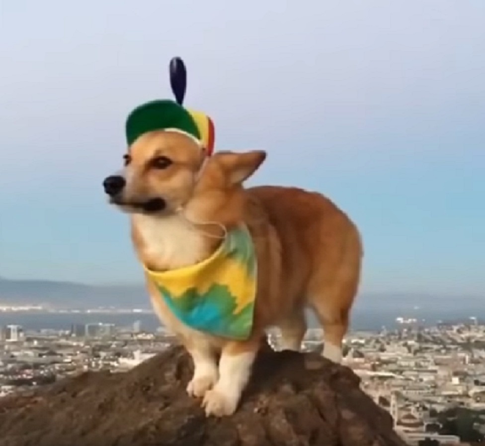 Here's a corgi wearing a propeller hat, because dogs wearing hats