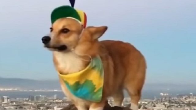 corgi-wearing-propeller-hat