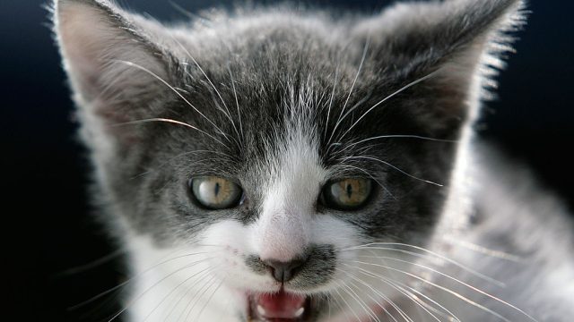 cat