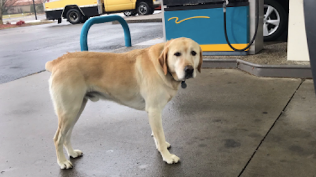 dog