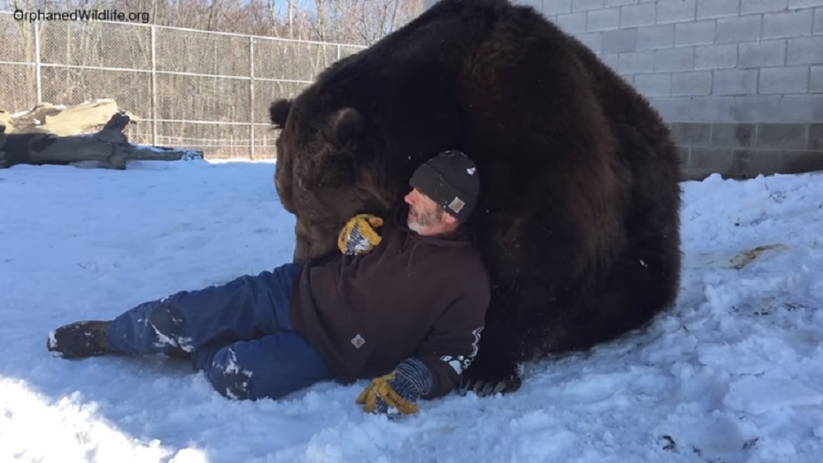 Опасны ли медведи. Медведь людоед Нижневартовск. Медведь и человек.