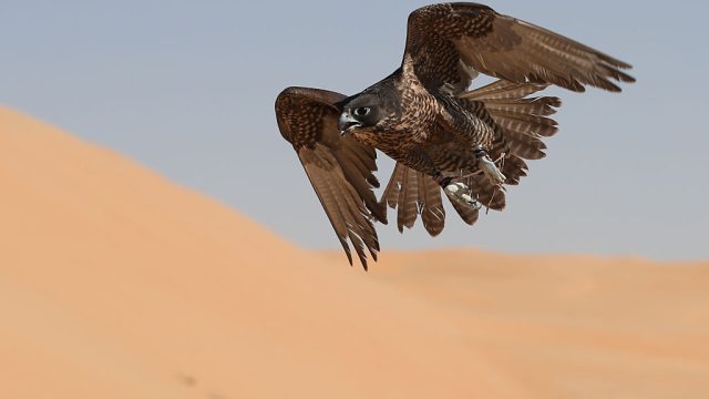 falcon being trained in liwa desert