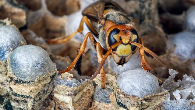 European hornet (Vespa crabro) on brood cells in paper nest