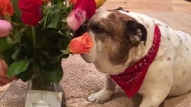 dog smelling flower