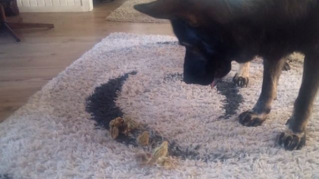 thorin-german-shepherd-and-baby-quail_