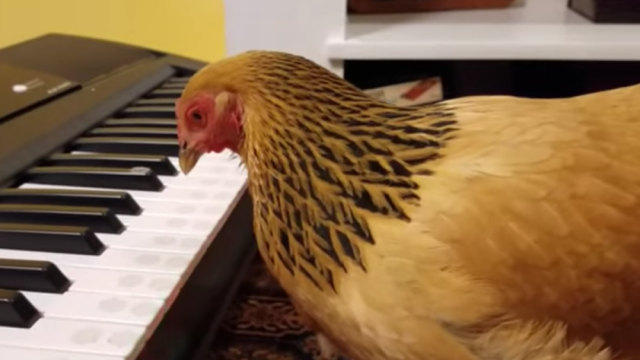 chicken piano