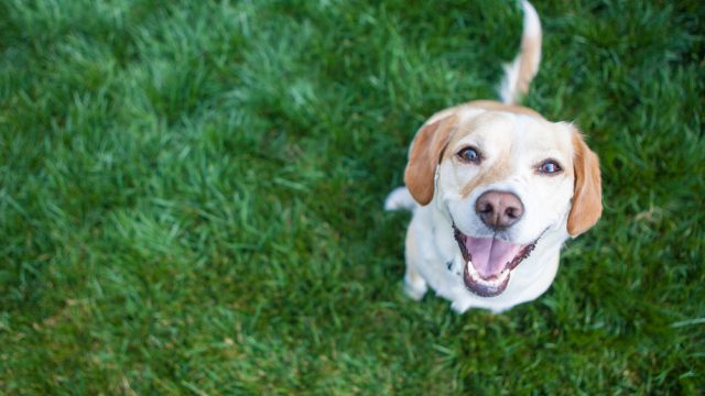 dog