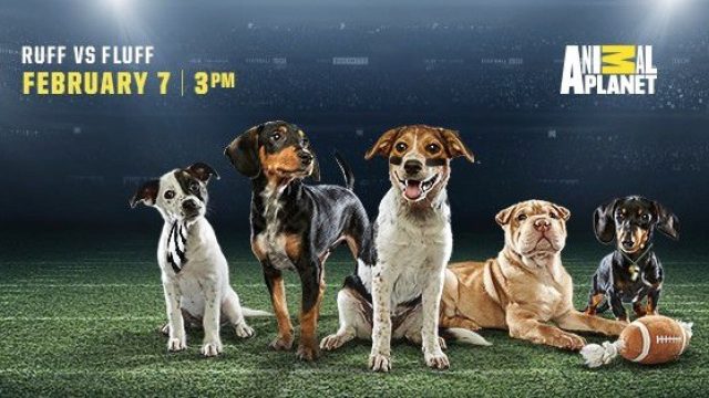 Here are videos of very good dogs from the Puppy Bowl, which is all that  matters today - HelloGigglesHelloGiggles
