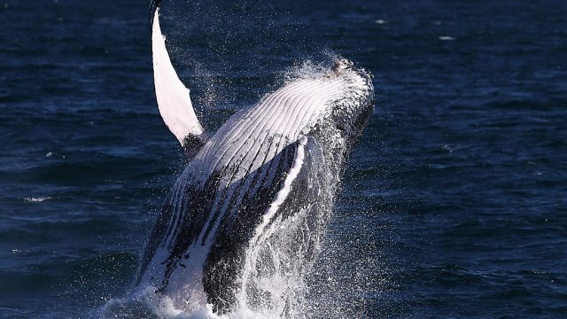 Whale Watching Season Underway On Australia's East Coast