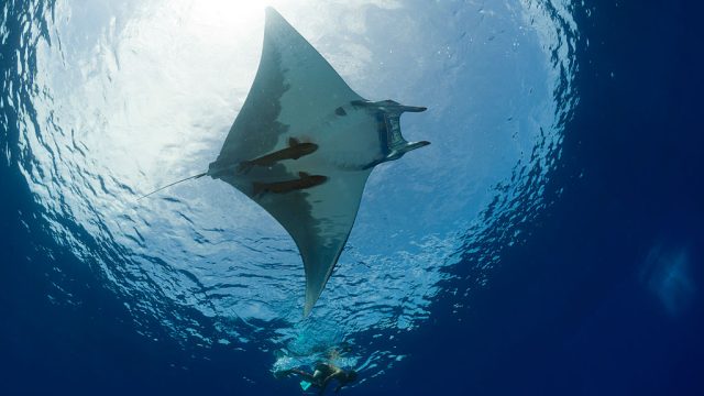 manta rays in Atlantic Ocean, Portugal