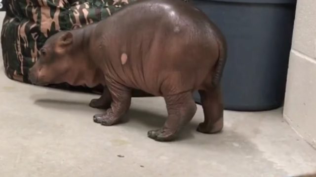 baby hippo takes her first steps
