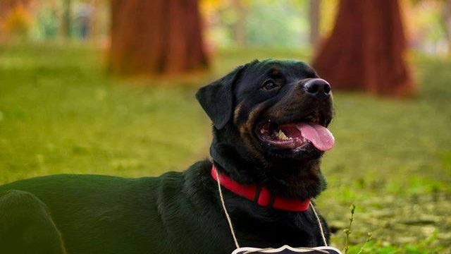 dog maternity photoshoot