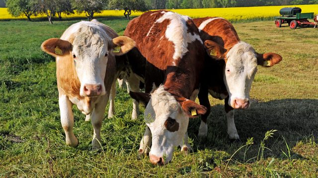 cows grazing in germany