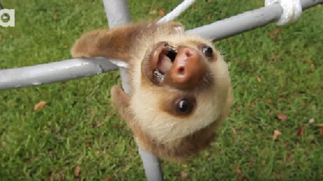 baby sloths talk