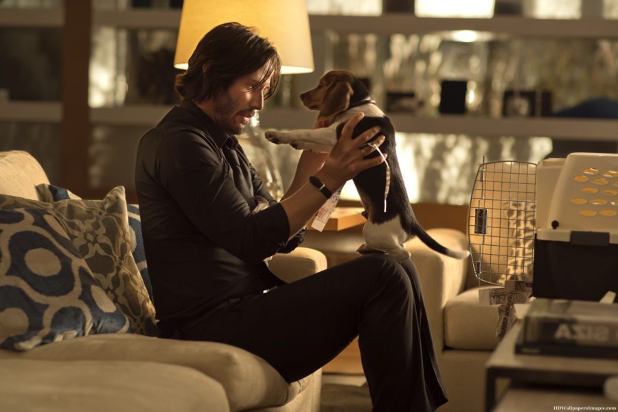 what was the dog in john wick