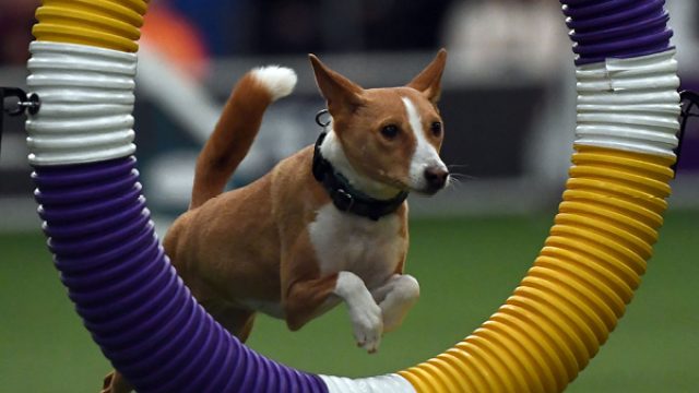 doggie jumping