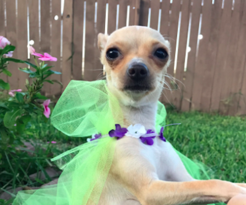 This pregnant Chihuahua had a Beyoncé-themed maternity photoshoot in a ...