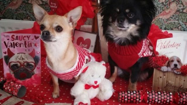 dogs on valentines day