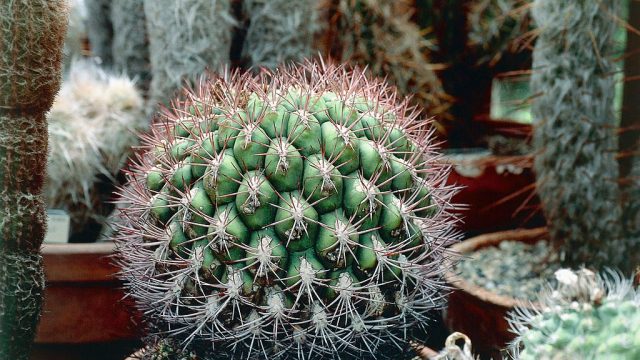Close-up of a Gymnocalycium saglionis plant