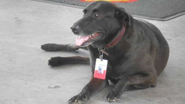 abandoned-dog-gas-station-employee-negao-brazil-3