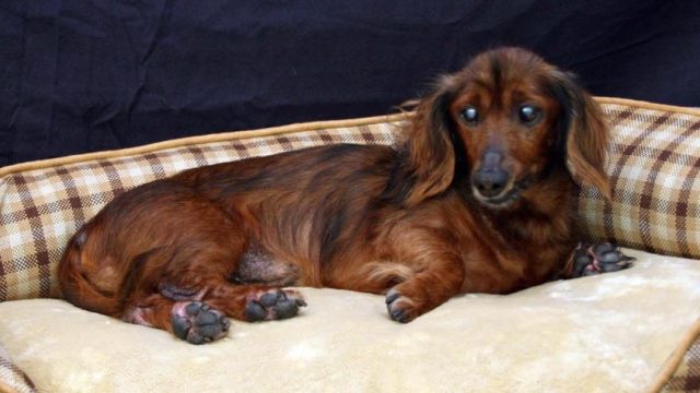 morgan-the-dachshund