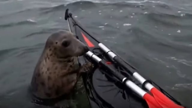 seal rides kayak