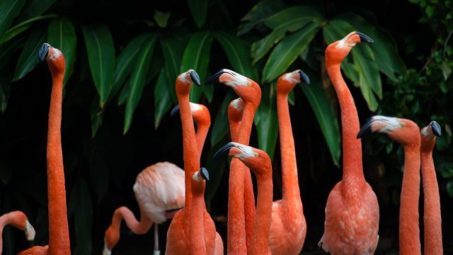 flamingos