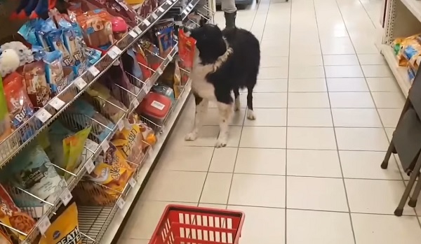 Dog grocery shopping sale