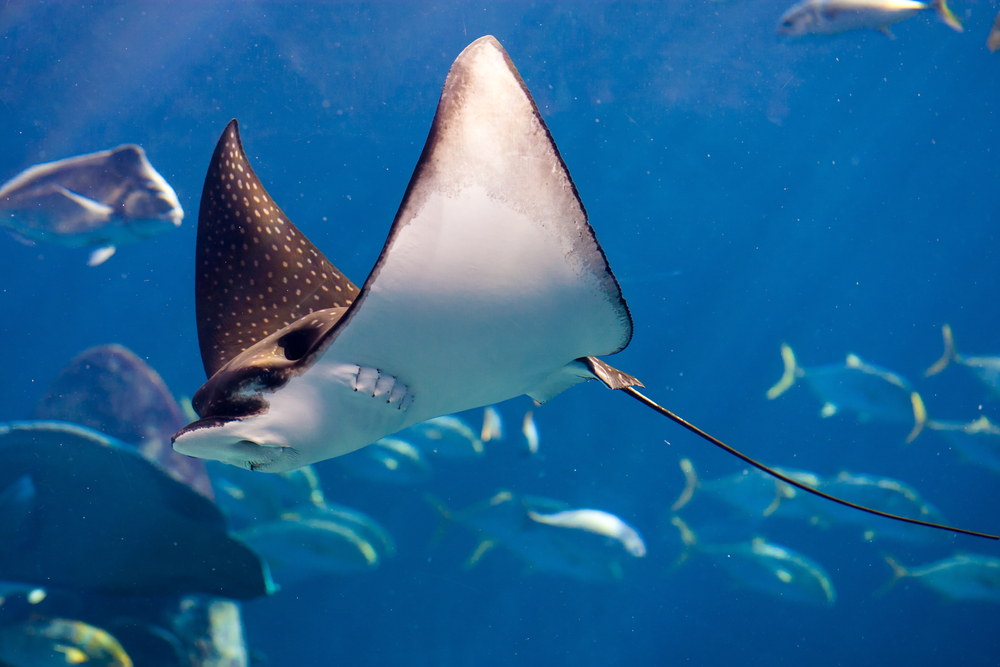 These fisherman caught a manta ray on camera that’s so big, it’s making ...