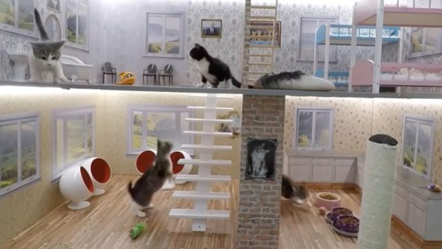 kittens
