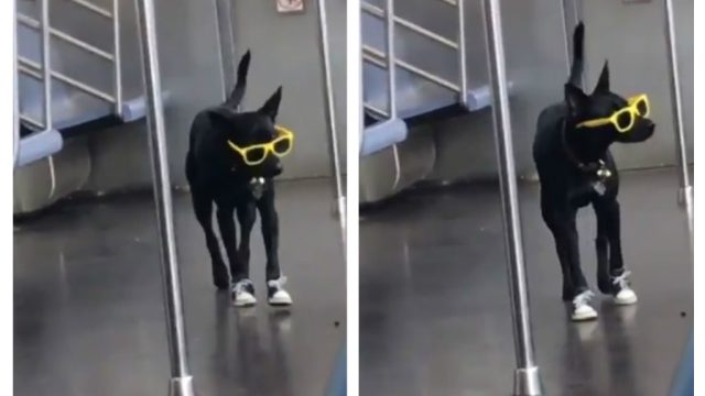 dog sunglasses subway