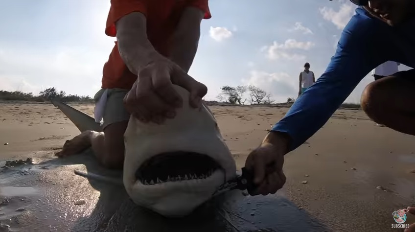 guy-frees-shark-from-fishing-line.jpg