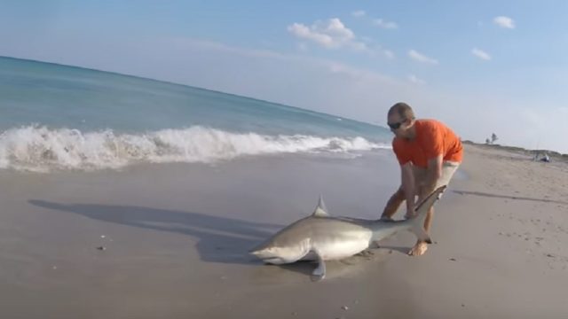 guy pulls shark out of water